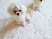 0 numara maltipoo bebekler