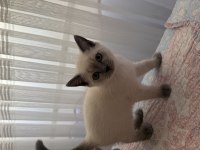 British shorthair 60 günlük erkek