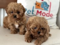 Ankarada Wc eğitimli  kore maltipoo lar ziyarete açık