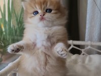 Son Erkek Golden british longhair Safkan Yavrum