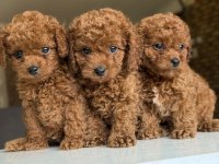 Orjinal Toy Poodle Yavruları 