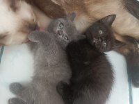 Prenses ve leonun aslanları