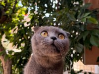 Scottish Fold Acil Yuva Aranıyor
