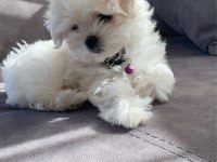 MALTESE SAFKAN IRK