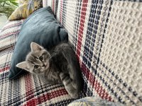 British shorthair oğlumuz yeni ailesini arıyor