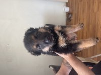 ORJINAL SHOWLINE GERMAN SHEPHERD ALMAN KURDU