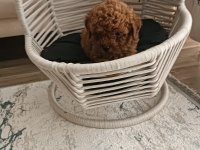 Toy poodle WC eğitimli ve karneli