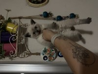 Boncuk gözlü british shorthair bebeler