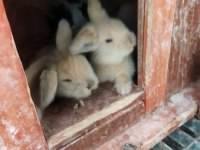 LOP TAVŞANLARIMIZ sahiplerini bekliyor