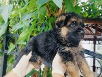 Orjinal şecereli alman çoban köpeği yavrularımız