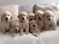 Dişi ve Erkek Golden Retriever Bebeklerimiz