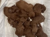 RED BROWN KORE TOY POODLE BEBEK KÖPEKLERİ