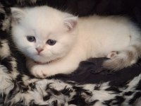Yavru british shorthair 20 günlük kediler