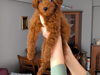 3,5 Aylık dişi toy poodle yavrusu