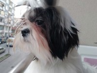 Shih tzu kızımız lila ailesini arıyor
