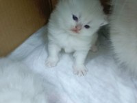 Safkan minik kediler