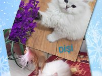BRİTİSH LONGHAİR YAVRU KEDİLER