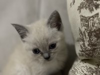 Safkan British Shorthair Yavru