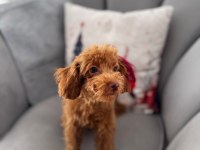 ALTI AYLIK POODLE KORELER