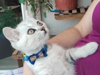 British erkek 4 aylık yavru kedi