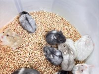 Özel Renk Gonzales Hamster