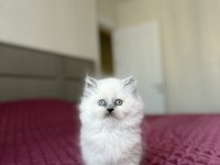 BRITISH LONGHAIR BLUE POİNT YAVRULARIM 