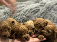 Dişi Erkek Toy Poodle Yavruları