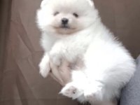 Pomeranian Boo Köpeğimiz