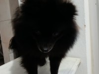 POMERANİAN 8 AYLIK AŞILARI YAPILDI ERKEK
