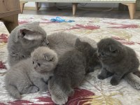 Scottish fold bebekler