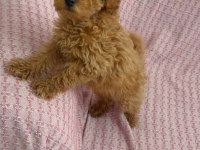 Mini minnoş toy poodle