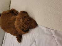 2 Aylık Orjinal Toy poodle büyümeyen koyu kahverengi