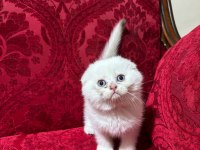 Safkan ırk sağlık garantili british longhair
