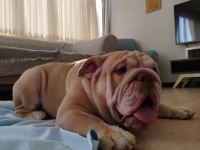 Seçkin Kan Hattına Sahip İngiliz Bulldoglar