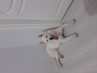 Ücretsiz samoyed sahiplendirme