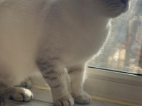 Selam ben scottish fold bihter