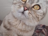8 Aylık oyuncu cana yakın scottish fold