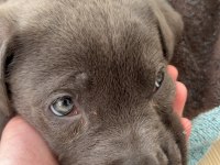 Cane Corso Yavrusu 2 Aylık