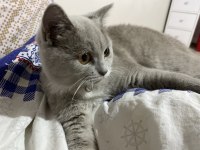 British shorthair sahiplendirmek istiyorum