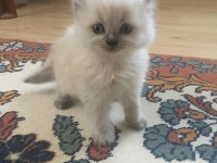 Altı adet yavru kedi bir adet anne kedimiz
