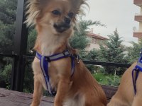 Chihuahua iki kardeş