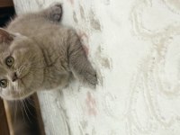 2 aylık dişi british shorthair