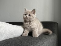Lilac british cinsi yavrumuza aile arıyoruz