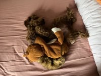 EV ORTAMINDA BÜYÜYEN TOY POODLE BEBEKLER