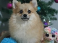 Orjinal Pomeranian Şecereli