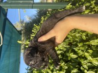 GÖZ ALICI SİYAH İNCİ FRENCH BULLDOG KÖPEĞİMİZ