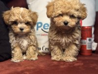 Ruhsatlı çiftlikde ziyarete açık tea cup kore maltipoo