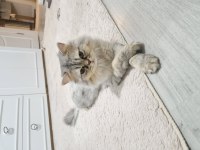 1 yaşındaki chinchilla oğlumuza Eş arıyoruz
