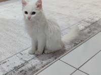 Ankara Kedisi Beyaz