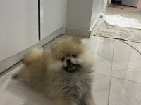 Pomeranian Boo Erkek Ve Dişi Yavrularımız
